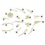 کیت اکتشاف دایناسور - Pterosaur - Image 6