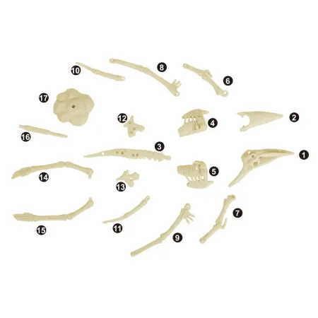 کیت اکتشاف دایناسور - Pterosaur - Image 6